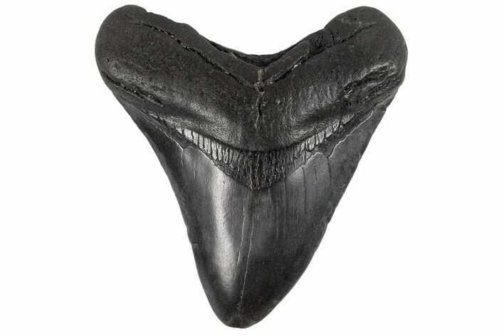Fossil Megalodon Tooth - South Carolina #165005